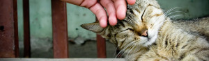 felice