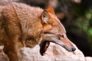 into the mouth of the wolf